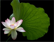 lotus bahman farzad2